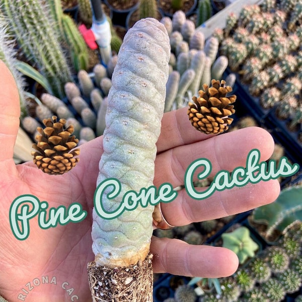 Tephrocactus articulatus var. inermis (Spruce Cone Cactus) Rapid Growing FREE SHIPPING