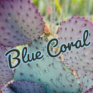 Prickly Pear Hybrid (Blue Coral) Purple Crested Monstrose Violet New Growth  Opuntia Pad Cuttings Opuntia Macrocentra