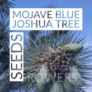 Joshua Tree Seeds Yucca Brevifolia "Mojave Blue" Free Shipping