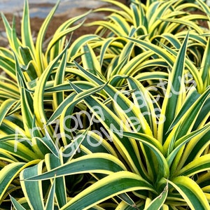 Variegated Smooth Agave Plant: Compact Succulent - Pet Friendly