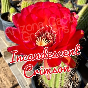 Trichocereus X &quot;Incandescent Crimson&quot; Mark Dimmitt Hybrid FLOWER Live Cactus Plant Rooted Established Hardy 20 Degrees