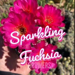 Sparkling Fuchsia Echinopsis Hybrid: Rooted Peanut Cactus