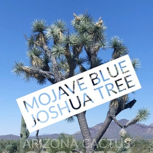 Joshua Tree (Yucca Brevifolia) "Mojave Blue" Live Tree Mojave Desert Arizona Grown Miniature Tree Live Plant