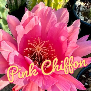 Trichocereus Hybrid &#39;Pink Chiffon&#39; Hybrid FLOWER Live Cactus Plant Rooted Established Hardy 25 Degrees