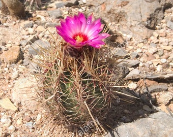 Thelocactus bicolor (Glory of Texas) Multi-Day Blooming Enormous Fuchsia Flowers Lumpy Barrel Cactus Container Live Plant Cold Hardy