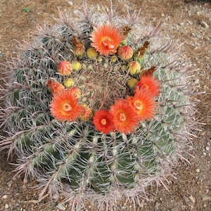 Ferocactus Wislizeni (Seed) Fish Hook Desert Barrel Candy Compass Barrel Cactus Orange Spring Flowers