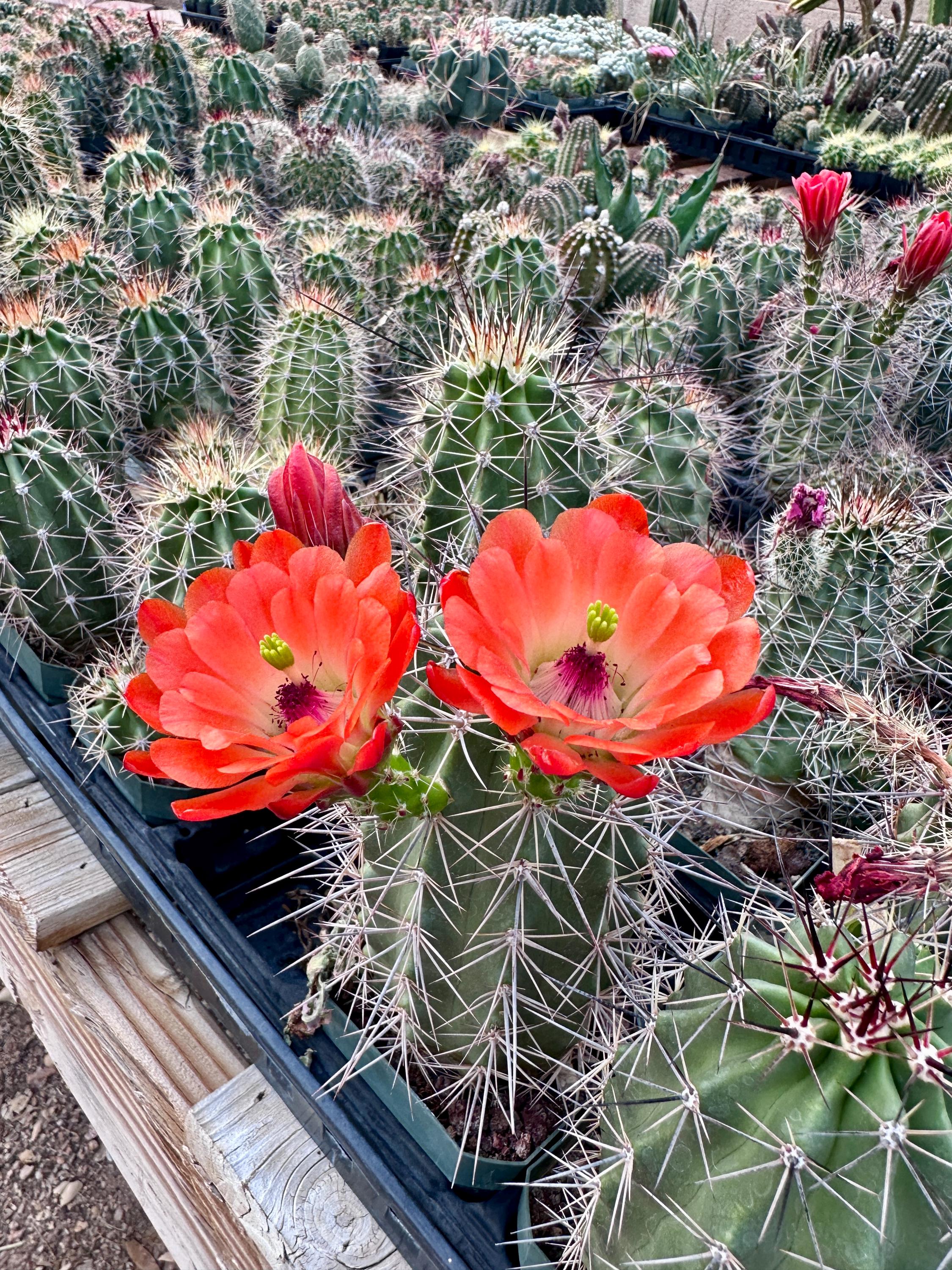 Scarlet Hedgehog Cactus Echinocereus Coccineus — Red Blooms, Cold