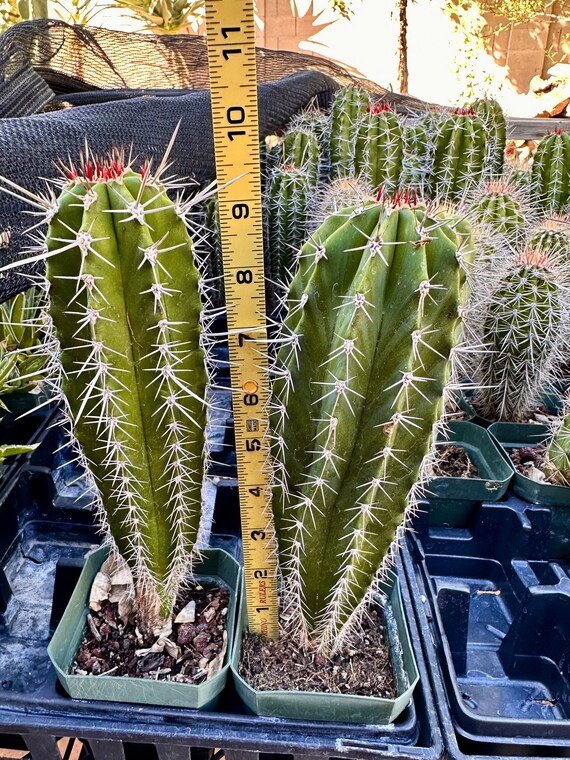 Pachycereus Pecten Aboriginum Sinaloa Saguaro RARE Green Mexican