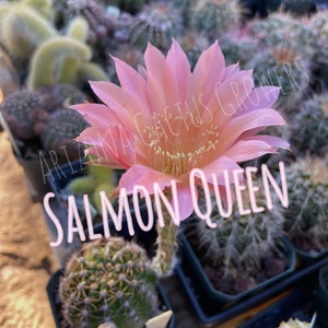 Salmon Queen Echinopsis Hybrid: Live Easter Lily Cactus