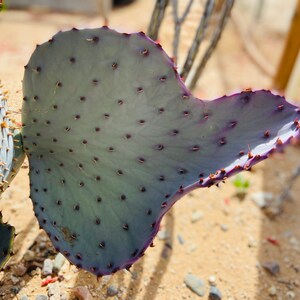 Prickly Pear Hybrid Blue Coral Purple Crested Monstrose Violet New Growth Opuntia Pad Cuttings Opuntia Macrocentra image 3