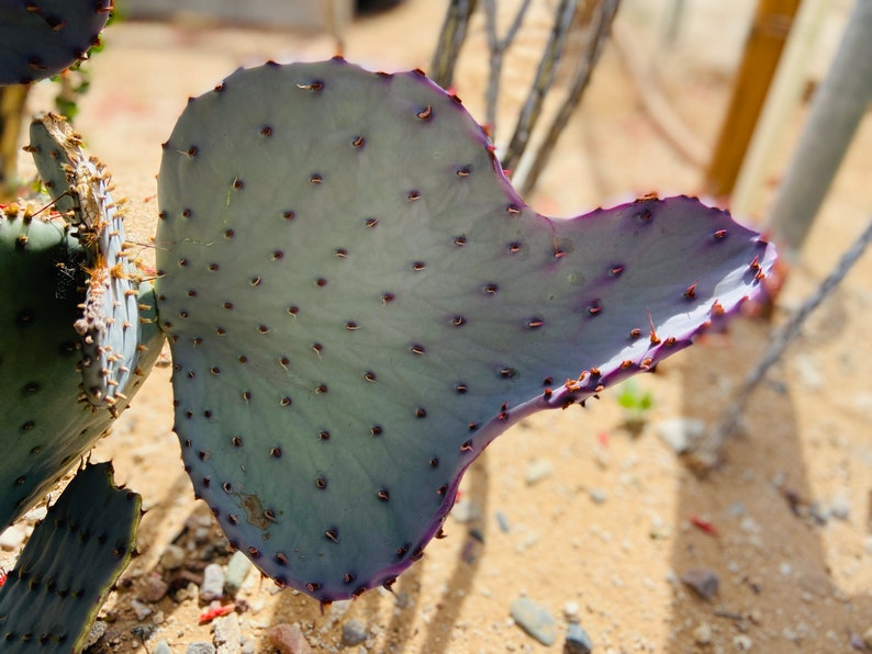 Prickly Pear Hybrid Blue Coral Purple Crested Monstrose Violet New Growth Opuntia Pad Cuttings Opuntia Macrocentra image 3