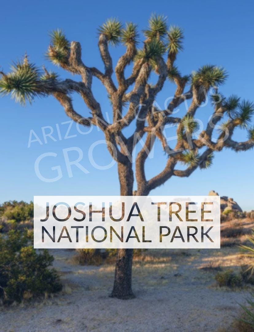 Western Joshua Tree (Yucca Brevifolia) Form Joshua Tree National Park Live California Mojave Desert Arizona Grown Miniature Tree Live Plant