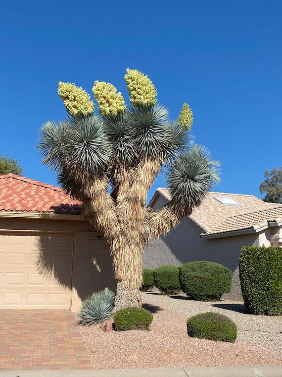 Yucca Rigida “blue Tree Yucca” — Sky-blue Leaves & Ivory