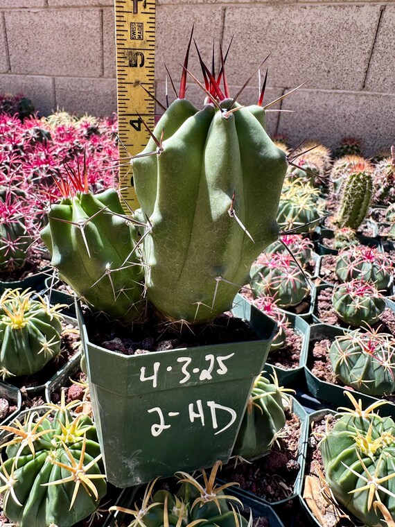 サボテン　Echinocereus triglochidiatus SB753　② ☆多肉植物☆サボテン☆Echinocereus viridiflorus ×E