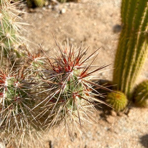 Grusonia Kunzei Club Cholla RARE De longues épines triangulaires en acajou Wafer-Thin La Paz Valley Arizona Tall Creeping Devil Cactus image 4