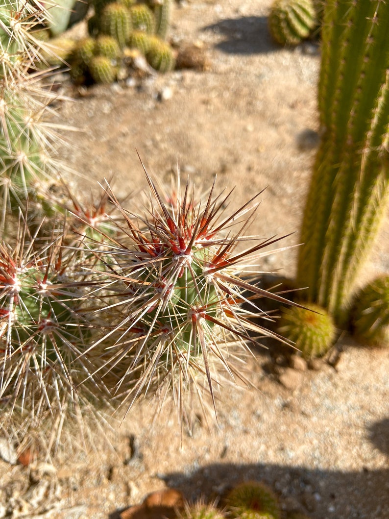 Grusonia Kunzei Club Cholla RARE De longues épines triangulaires en acajou Wafer-Thin La Paz Valley Arizona Tall Creeping Devil Cactus image 4