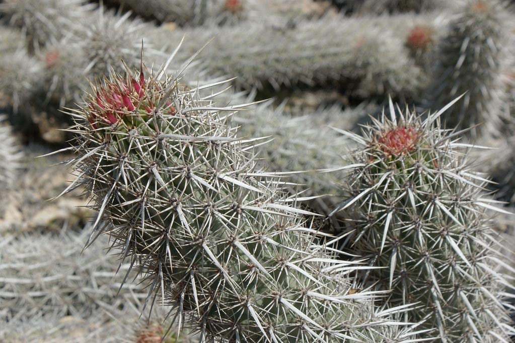 Creeping Devil Cactus: Stenocereus Eruca, Drought Tolerant Live Plant - Etsy