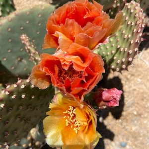 Walk In Beauty Prickly Pear Cactus Pad: XXL Blooms, Cold Hardy