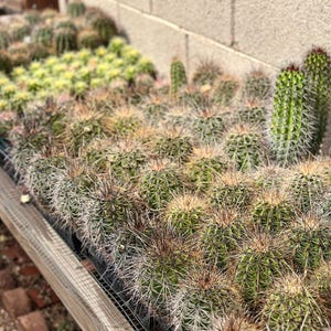 Puede incluir: Una gran colecci&oacute;n de peque&ntilde;os cactus verdes, esf&eacute;ricos y cil&iacute;ndricos dispuestos en filas. Cada cactus presenta una densa cubierta de espinas afiladas y claras. Las plantas est&aacute;n alojadas en bandejas de vivero de pl&aacute;stico negro y variado.