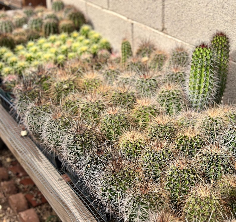 Puede incluir: Una gran colecci&oacute;n de peque&ntilde;os cactus verdes, esf&eacute;ricos y cil&iacute;ndricos dispuestos en filas. Cada cactus presenta una densa cubierta de espinas afiladas y claras. Las plantas est&aacute;n alojadas en bandejas de vivero de pl&aacute;stico negro y variado.