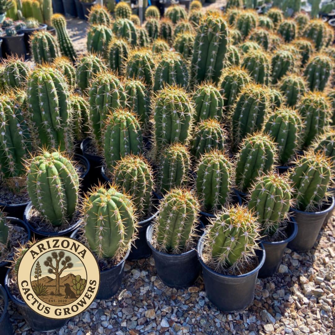 Echinopsis Terscheckii — South American Saguaro, Seed-grown, Fast