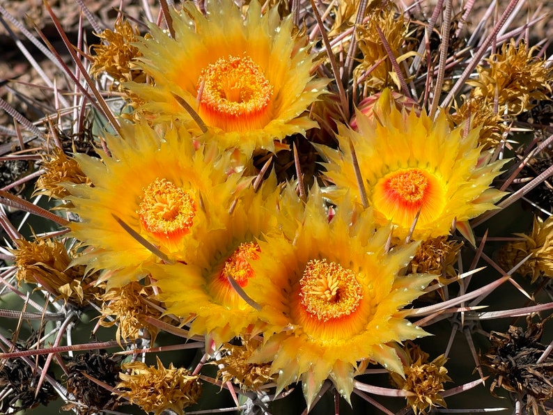 Ferocactus Emoryi ssp. Rectispinus Long Spined Barrel Cactus Red Straight Spines Baja Mexico Barrel Full Sun Drought Tolerant image 7