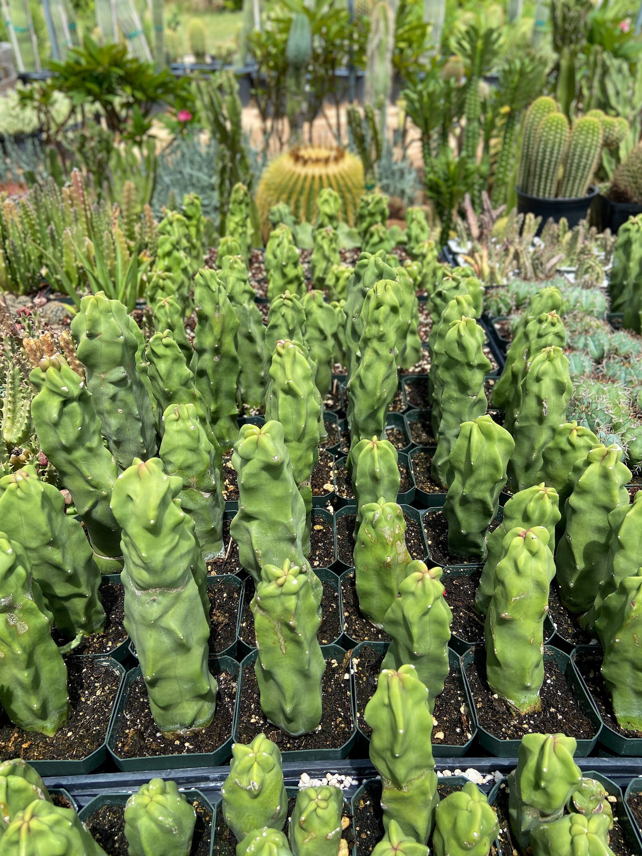 Mieckleyanus Totem Pole Cactus (pachycereus Schottii Var. Mieckleyanus)   Spineless, Sculptural Desert Form - Etsy
