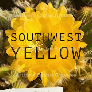 Trichocereus &#39;Southwest Yellow&#39; Hybrid FLOWER Live Cactus Plant Rooted Established Hardy 20 Degrees
