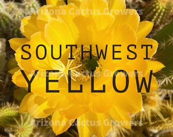 Cactus híbrido Trichocereus 'Southwest Yellow': grandes flores doradas, cultivado en Arizona.