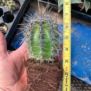 Puede incluir: Un cactus cil&iacute;ndrico verde con espinas largas y afiladas, que presenta un cepell&oacute;n de tierra marr&oacute;n oscura. Una cinta m&eacute;trica amarilla Klein Tools est&aacute; colocada verticalmente junto a la planta, indicando una altura de unos 15 cm.