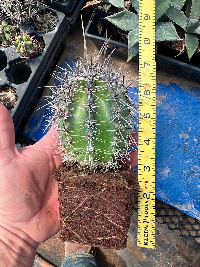 Puede incluir: Un cactus cil&iacute;ndrico verde con espinas largas y afiladas, que presenta un cepell&oacute;n de tierra marr&oacute;n oscura. Una cinta m&eacute;trica amarilla Klein Tools est&aacute; colocada verticalmente junto a la planta, indicando una altura de unos 15 cm.