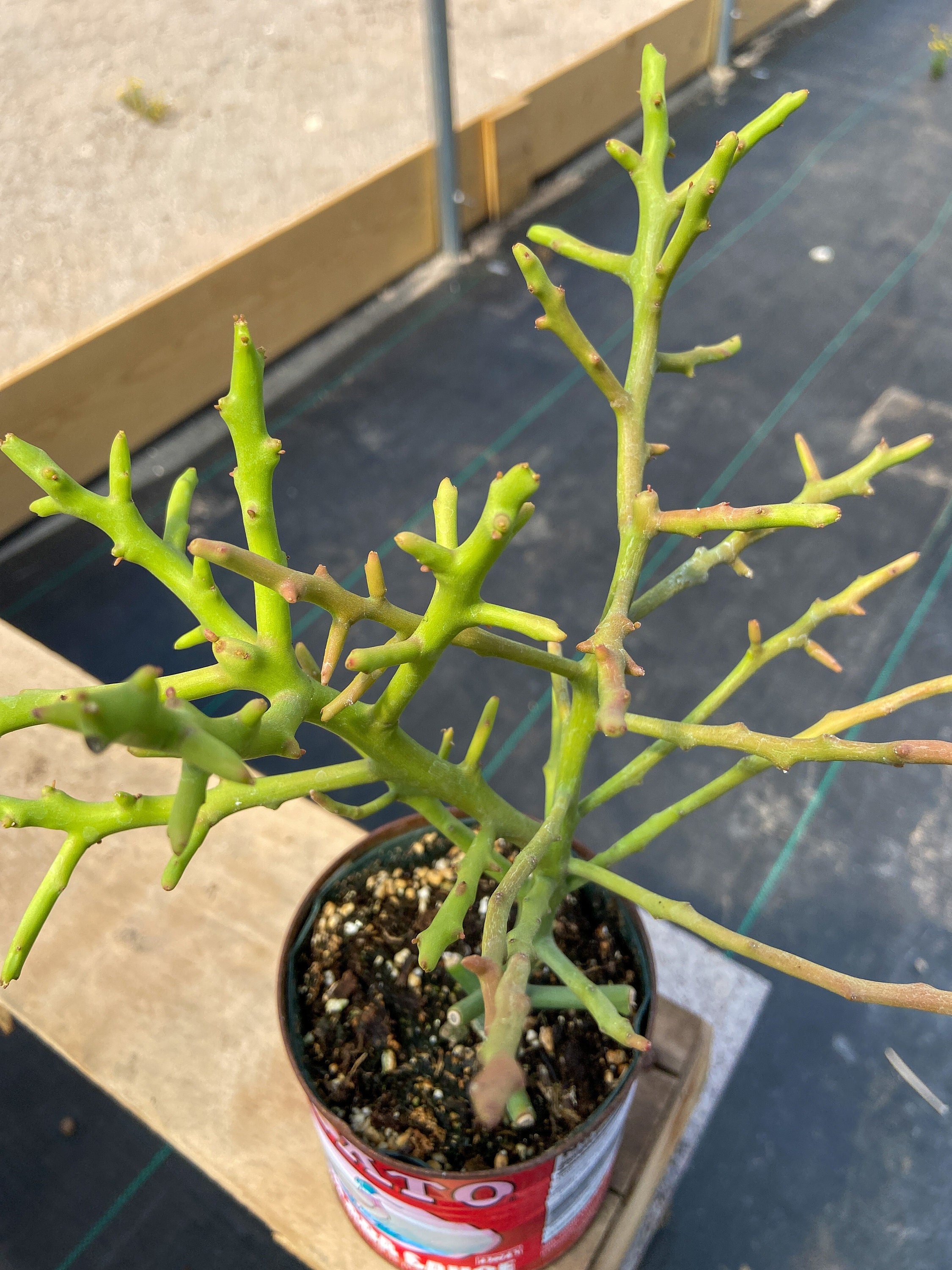 Briar Patch hybrid Euphorbia 'Briar Patch' Euphorbia stenoclada x tirucalli 