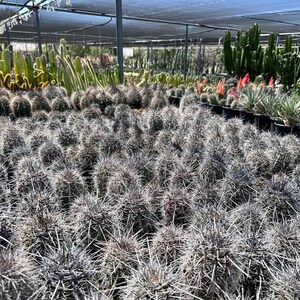 Puede incluir: Un gran vivero con numerosos cactus peque&ntilde;os, redondos y de color gris verdoso, cubiertos de espinas densas y afiladas. Al fondo, cactus columnares m&aacute;s altos y diversas plantas suculentas est&aacute;n dispuestos en filas bajo una malla de sombra.