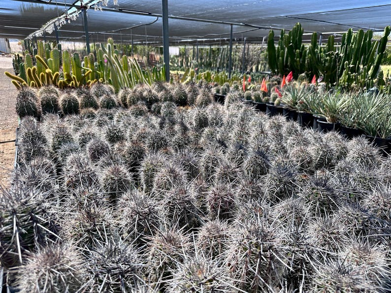Puede incluir: Un gran vivero con numerosos cactus peque&ntilde;os, redondos y de color gris verdoso, cubiertos de espinas densas y afiladas. Al fondo, cactus columnares m&aacute;s altos y diversas plantas suculentas est&aacute;n dispuestos en filas bajo una malla de sombra.