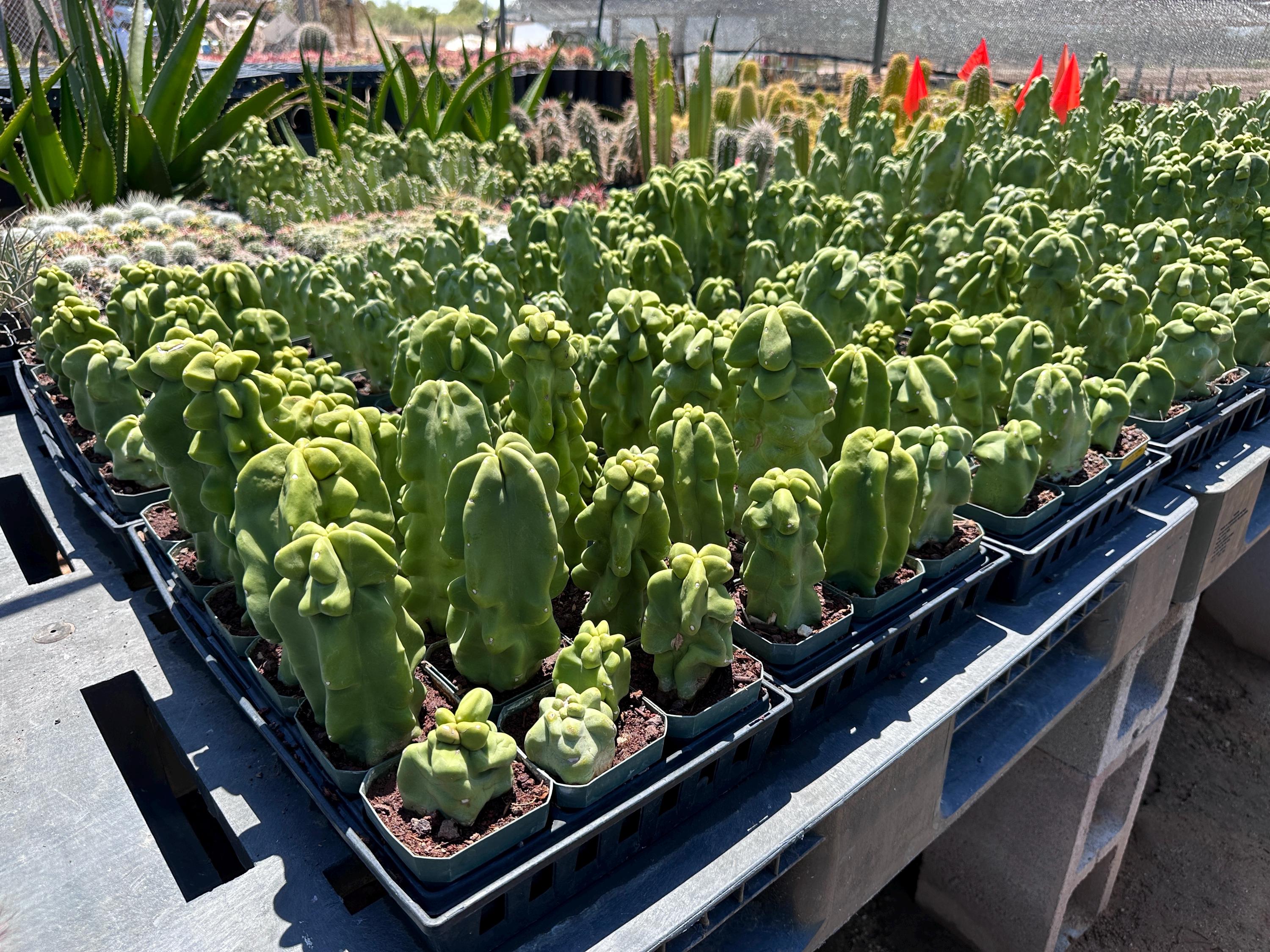 Obesa Totem Pole Cactus (Pachycereus schottii f. monstrosus) – Spineless, Desert-Hardened, Arizona-Grown