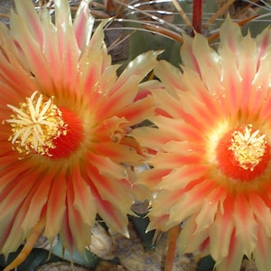 RARE Ferocactus Wislizeni Yellow Spine Seed Yellow Fish Hook Desert Barrel Candy Compass Barrel Cactus Orange Spring Flowers image 5