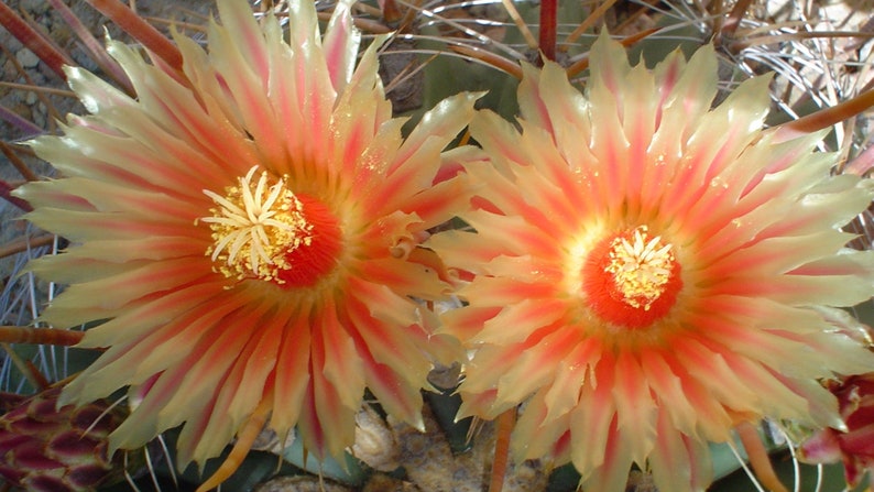 RARE Ferocactus Wislizeni Yellow Spine Seed Yellow Fish Hook Desert Barrel Candy Compass Barrel Cactus Orange Spring Flowers image 5