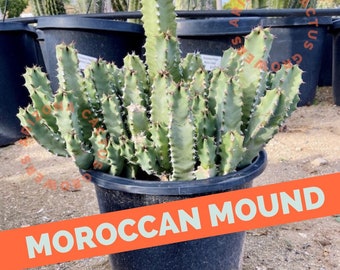 Moroccan Mound Euphorbia Resinifera (Starters) Succulent Cutting Ground Cover Overgrown Resin Spurge Succulent Hardy 20 Degrees