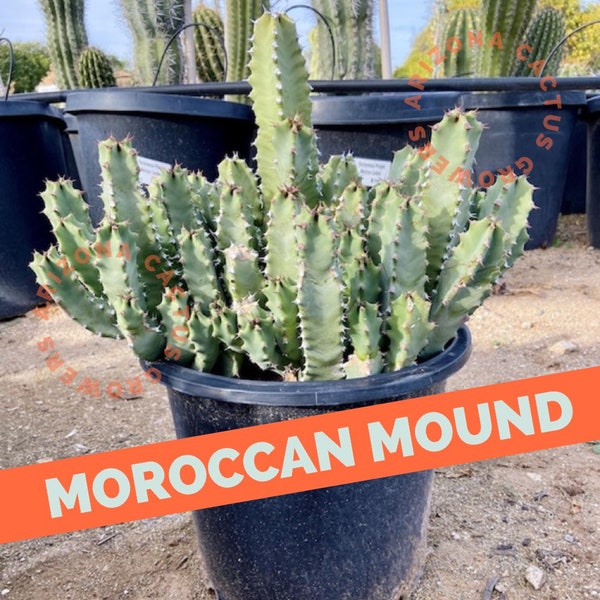 Moroccan Mound Euphorbia Resinifera (Starters) Succulent Cutting Ground Cover Overgrown Resin Spurge Succulent Hardy 20 Degrees