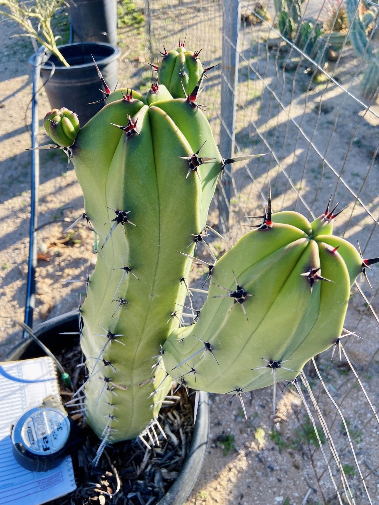 Myrtillocactus Cochal candelabra Cactus Cutting Neon Green Etsy