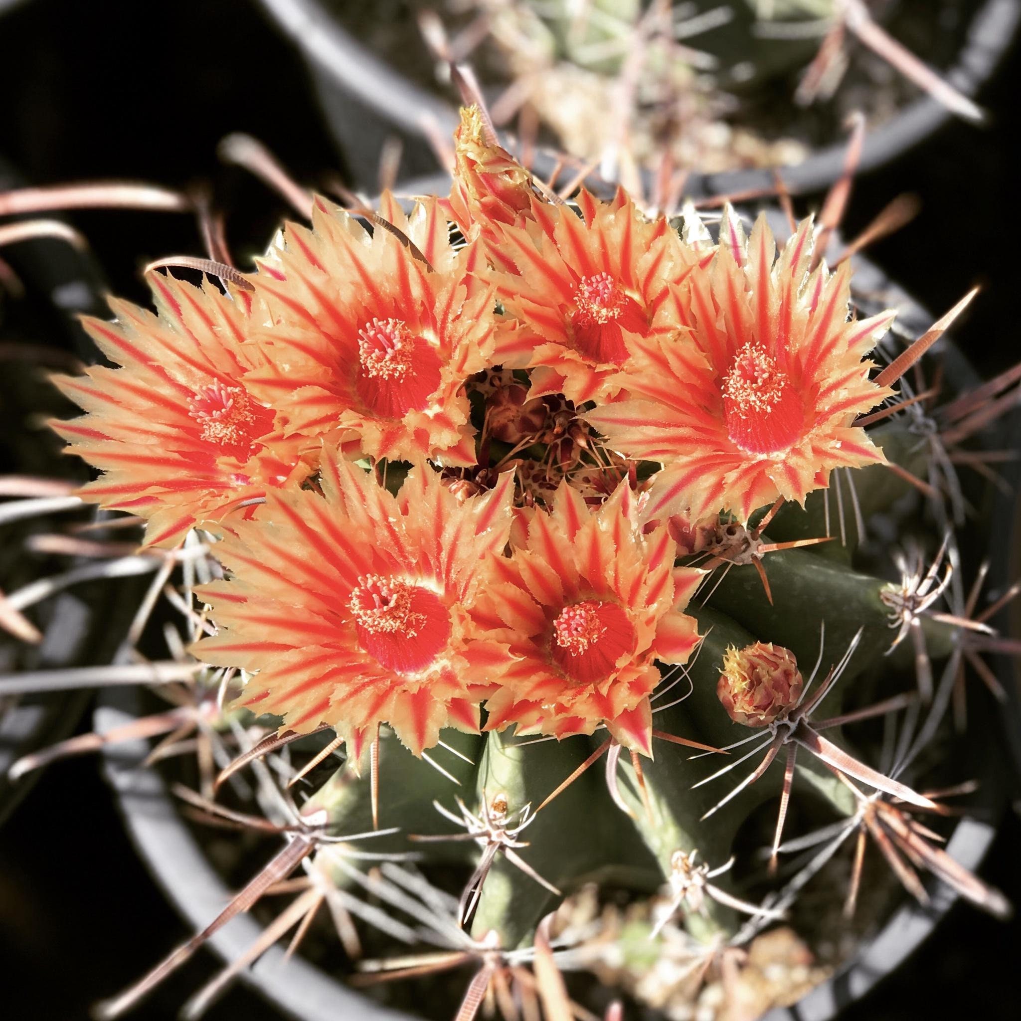 Ferocactus Wislizeni seed Fish Hook Desert Barrel Candy Compass