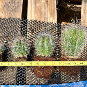 Lanza de saguaro cultivada en Arizona (Carnegiea gigantea) – Cultivada a partir de semillas, nativa de Sonora, resistente al frío y al desierto. imagen 6