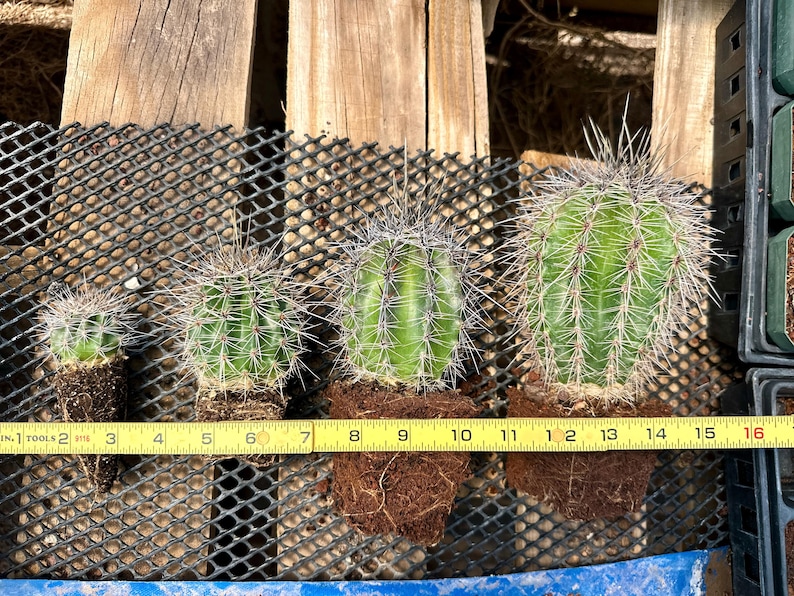 Lanza de saguaro cultivada en Arizona (Carnegiea gigantea) – Cultivada a partir de semillas, nativa de Sonora, resistente al frío y al desierto. imagen 6