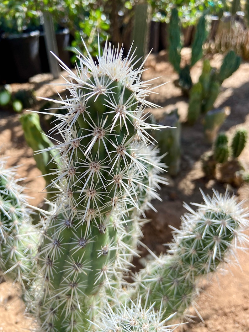 Grusonia Bradtiana RARE Lengthy Blanco Wafer-Thin Triangular Coahuila Mexico 3"-4" Tip Cutting