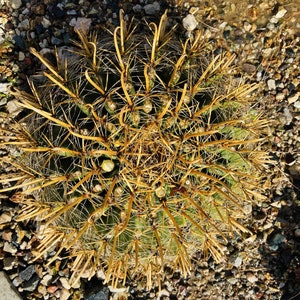 RARE Ferocactus Wislizeni Yellow Spine Seed Yellow Fish Hook Desert Barrel Candy Compass Barrel Cactus Orange Spring Flowers image 4