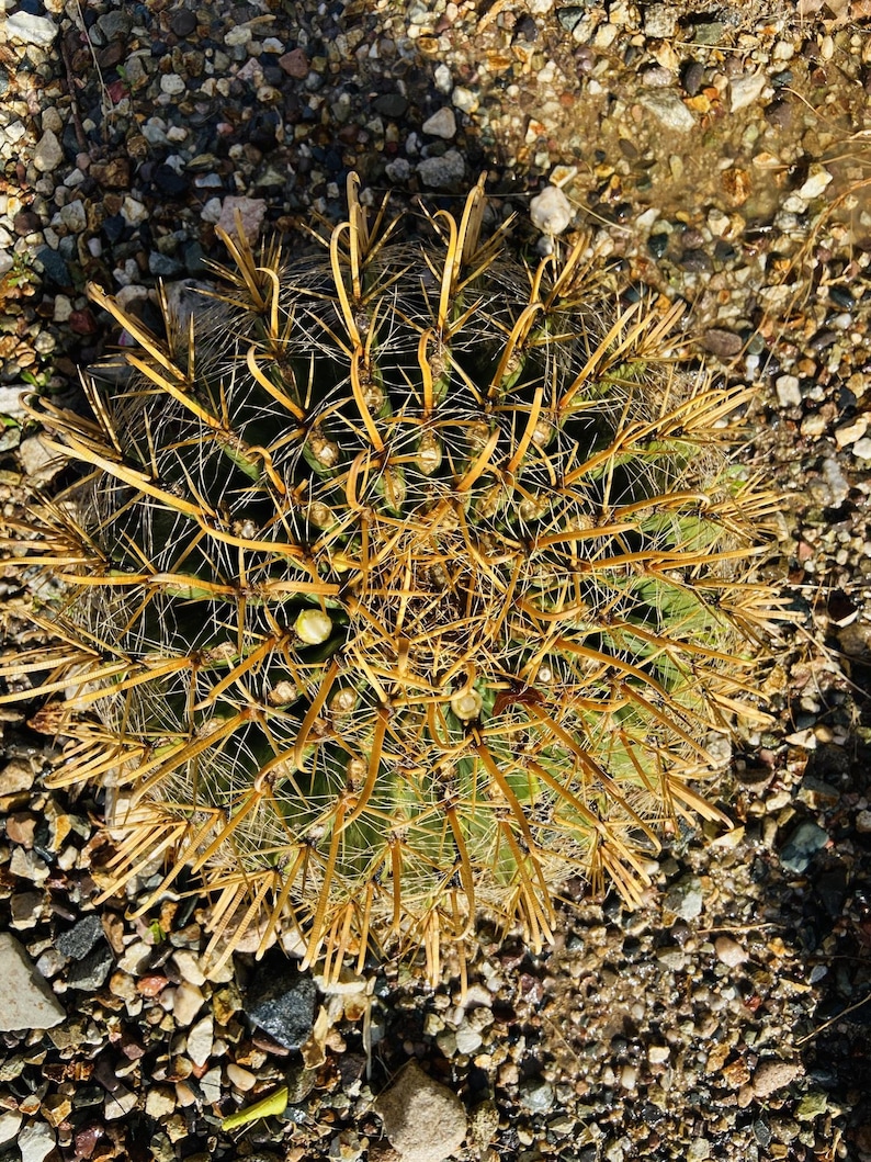 RARE Ferocactus Wislizeni Yellow Spine Seed Yellow Fish Hook Desert Barrel Candy Compass Barrel Cactus Orange Spring Flowers image 4