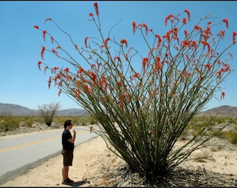 Fouquieria Splendens (Ocotillo) Coachwhip Cuttings Cold Hardy 10 Degrees NEW Vigorous Growth 1st Gen Cuttings Arizona Tree Ocotillo