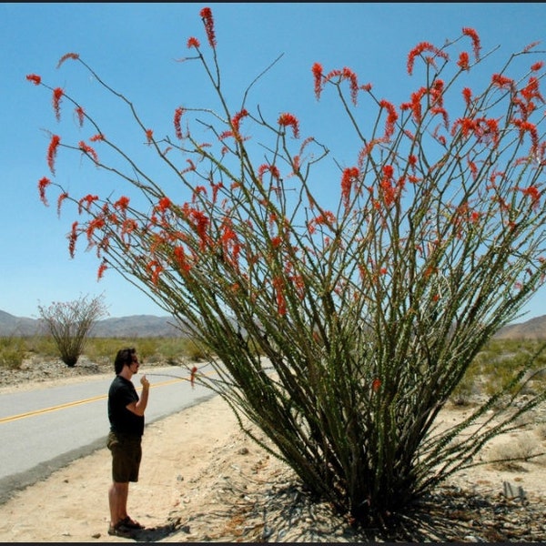 Fouquieria Splendens (Ocotillo) Coachwhip Cuttings Cold Hardy 10 Degrees NEW Vigorous Growth 1st Gen Cuttings Arizona Tree Ocotillo