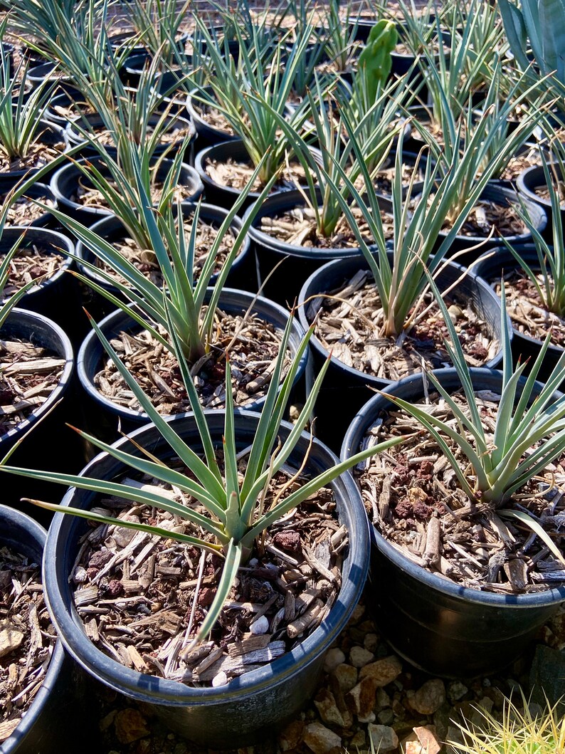 Potting Soil for Joshua Trees Professional Nursery Mix for Etsy