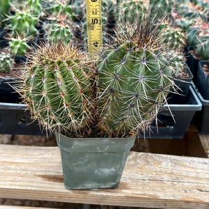 Puede incluir: Un cactus verde con dos tallos redondeados cubiertos de espinas afiladas, plantado en una maceta de pl&aacute;stico cuadrada. Una cinta m&eacute;trica amarilla est&aacute; colocada detr&aacute;s del cactus, mostrando una altura de unos 9 cent&iacute;metros desde la tierra.